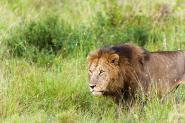 Wilderness erkek aslan