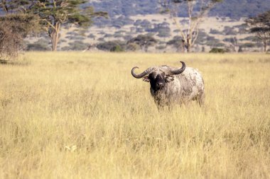 Cape buffalo Tanzanya