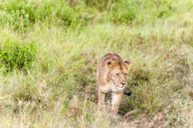 Tarpan 237Yalnız aslan
