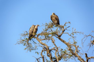 bir ağaç dalı oturan iki griffons