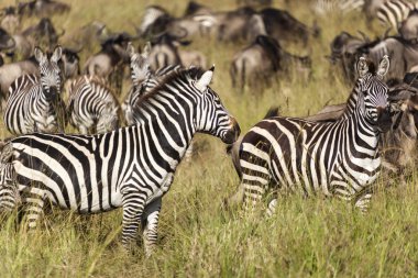 Zebra sürüsü