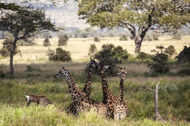 Zürafalar serengeti Tanzanya Afrika Doğu