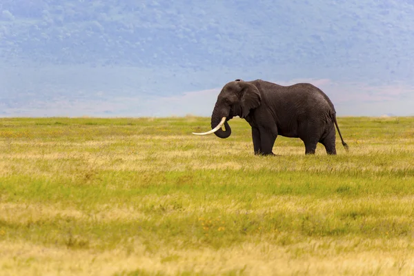 Elefante solitario — Foto de Stock