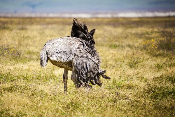 Struisvogel in Afrika — Stockfoto