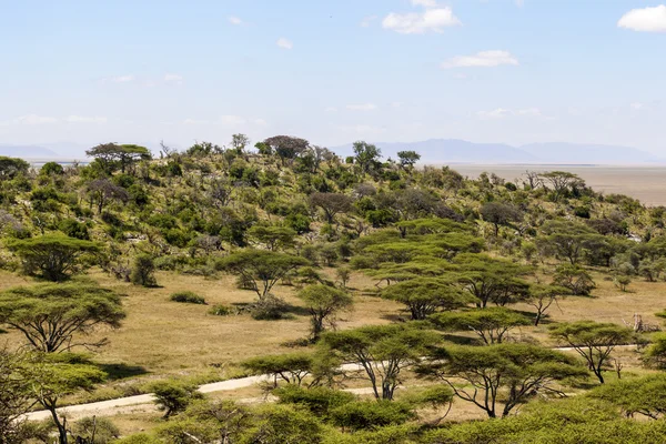 Parco Nazionale del Serengeti — Foto Stock