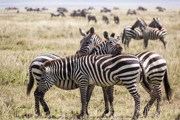 Zebra stádo — Stock fotografie