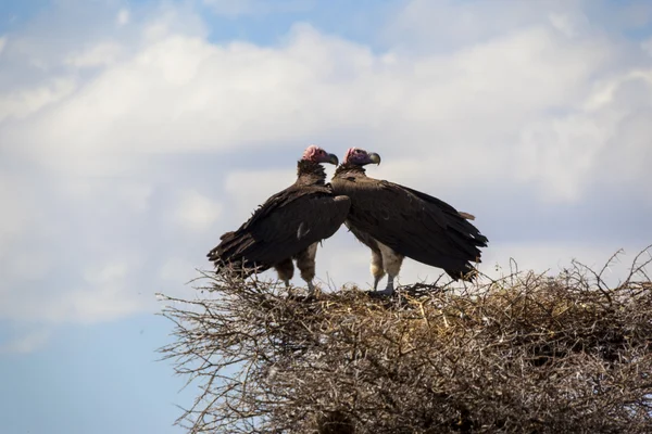 Vultures in the nest — Stock Photo, Image