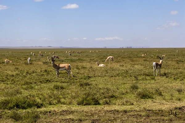 Impalas nel deserto — Foto Stock