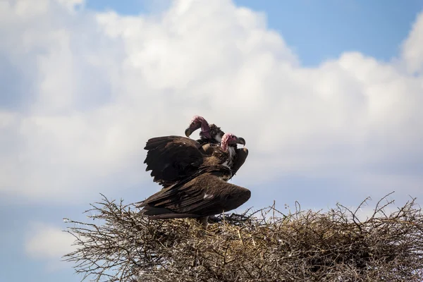 Two vultures sitting in the nest — Stock Photo, Image