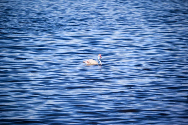 Flamingo swimming in water — Stock Photo, Image