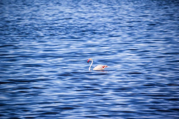 Flamingo nuota in acqua — Foto Stock