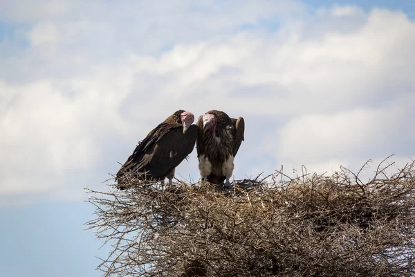 Two griffins sitting in the nest — Stock Photo, Image