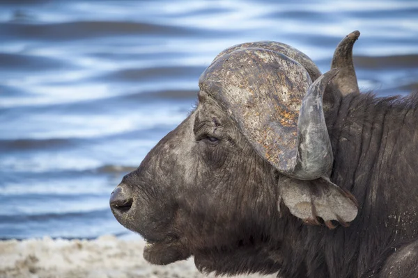 Cape Buffalo By The Water In Tanzania — Stock Photo, Image