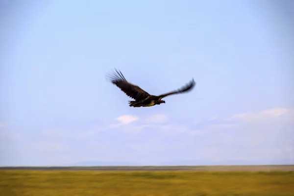 Griffin vliegen in blauwe hemel — Stockfoto