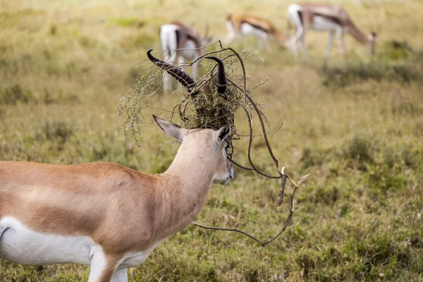 Bella impala nel deserto — Foto Stock