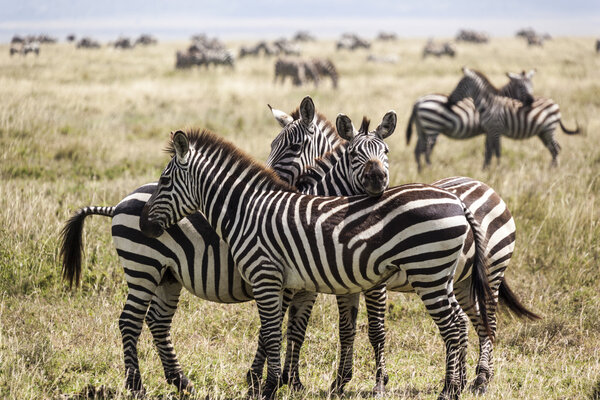 Zebra herd during migration in Serengeti national park Tanzania
