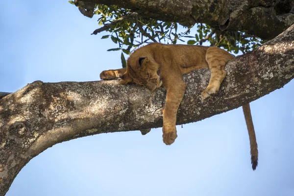 สิงโตบนกิ่งไม้ — ภาพถ่ายสต็อก
