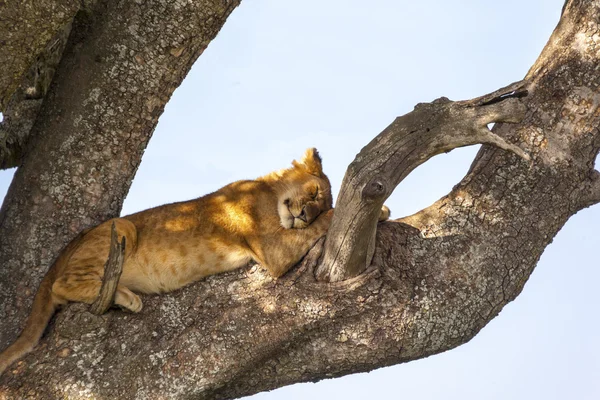 枝にライオン — ストック写真