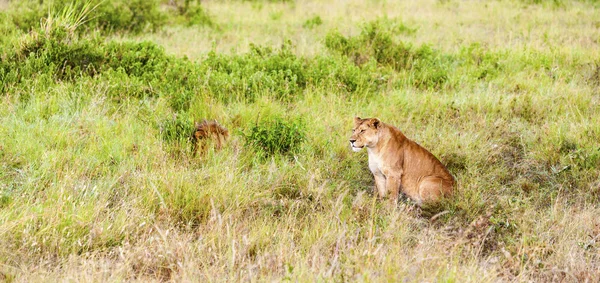 สิงโตในถิ่นทุรกันดาร — ภาพถ่ายสต็อก