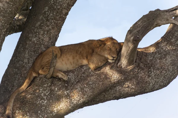 Lion on a branch — Stock Photo, Image