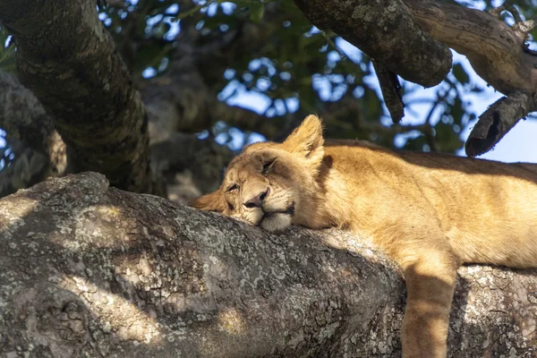 Lion on a branch — Stock Photo, Image