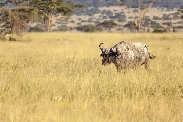 Cabo Buffalo na Tanzânia — Fotografia de Stock