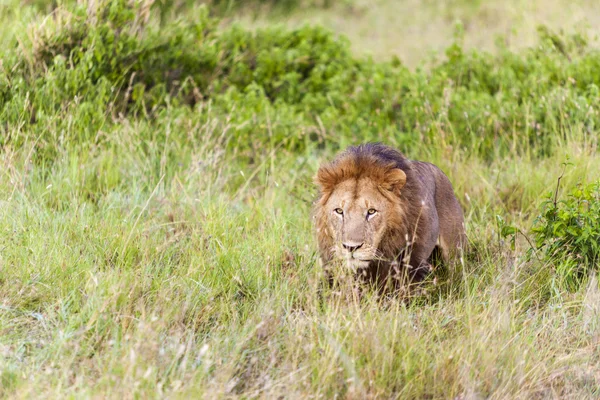 在荒野中的雄性狮子 — 图库照片