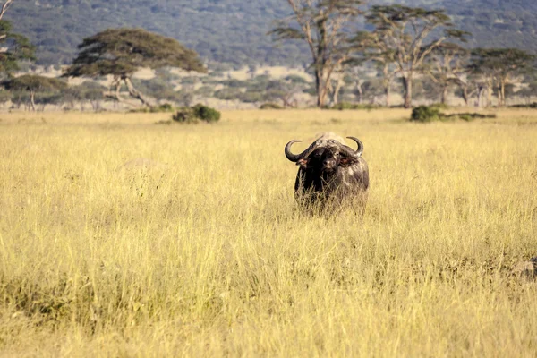 Cape buffalo v Tanzanii — Stock fotografie