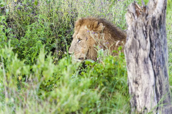 Wilderness erkek aslan — Stok fotoğraf