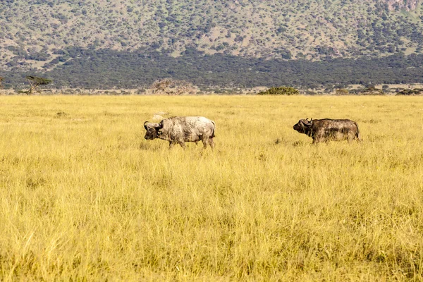 Cape Buffalo In Tanzania — Stock Photo, Image