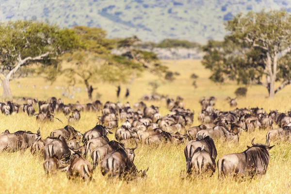 GNU w serengeti, tanzania — Zdjęcie stockowe