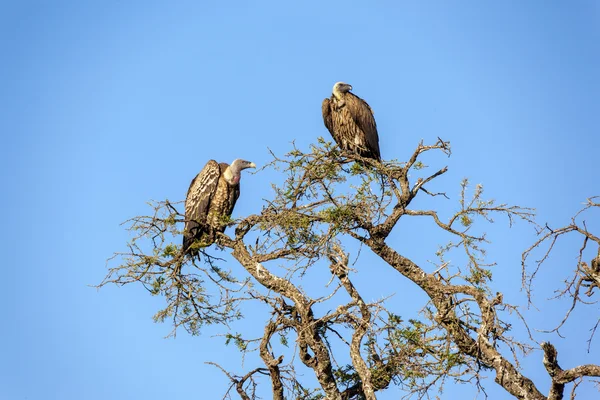 Два грифони, що сидять на гілці дерева — стокове фото
