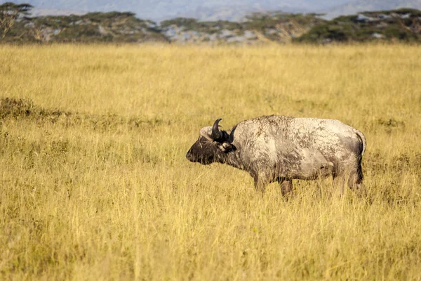 Cape Buffalo In Tanzania — Stock Photo, Image