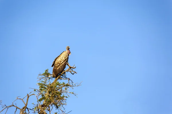 Avvoltoio seduto su un ramo d'albero — Foto Stock