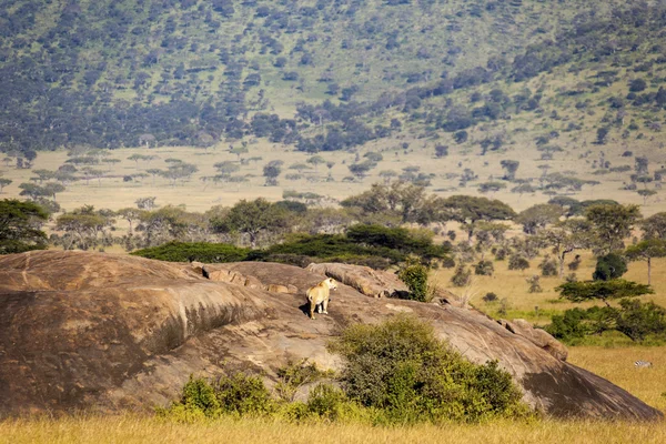 Lion standing on the rock — Stock Photo, Image