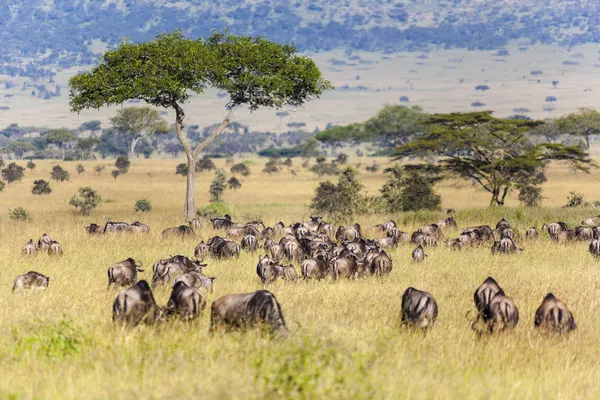 El ñus en el Serengeti, Tanzania —  Fotos de Stock