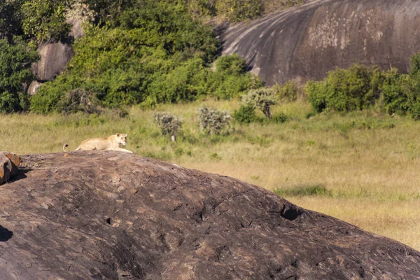 狮子在岩石上休息 — 图库照片