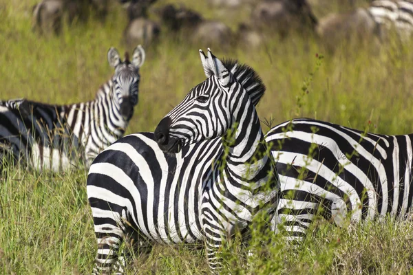 Zebra sürüsü — Stok fotoğraf