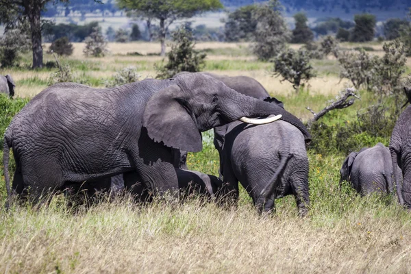 Mother Elephant With Her Baby — Stock Photo, Image