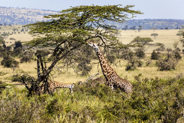 Giraffe nel Serengeti Tanzania Africa orientale — Foto Stock