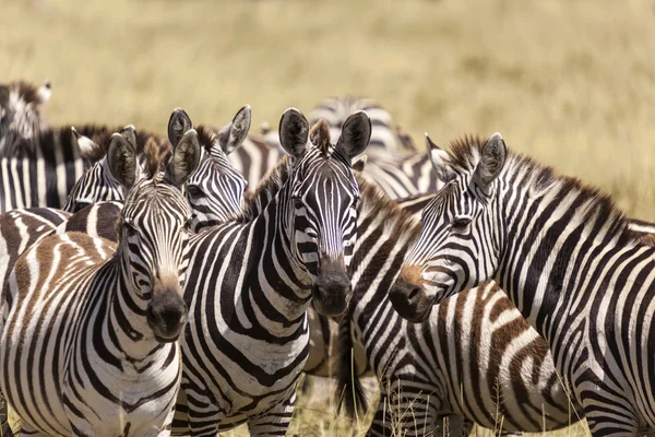 Zebra herd — Stock Photo, Image