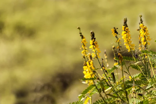 Stanleya pinnata — Stock fotografie