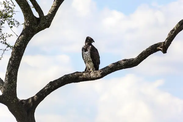 Orgona Mellű Roller Bird — Stock Fotó