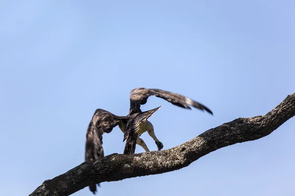 Rouleau à poitrine lilas oiseau — Photo