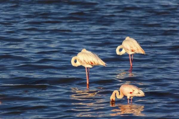 Flamingi w jeziorze Afrykanin polowanie w Afryce — Zdjęcie stockowe