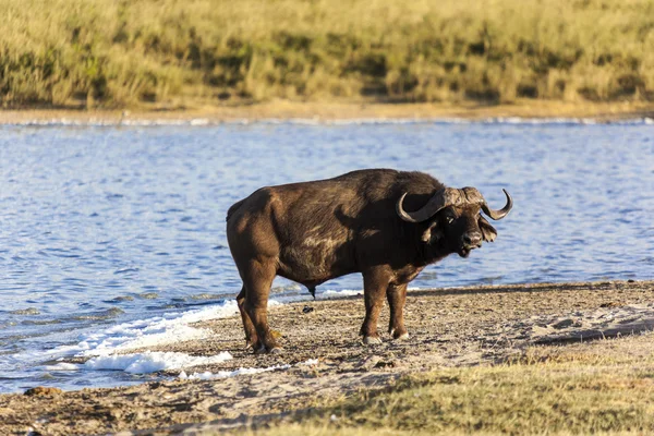 Cape Buffalo By The Water — Stock Photo, Image