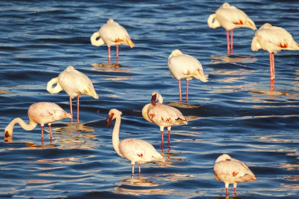 Flamingi w jeziorze Afrykanin polowanie w Afryce — Zdjęcie stockowe