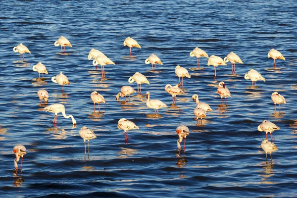 Flamingi w jeziorze Afrykanin polowanie w Afryce — Zdjęcie stockowe