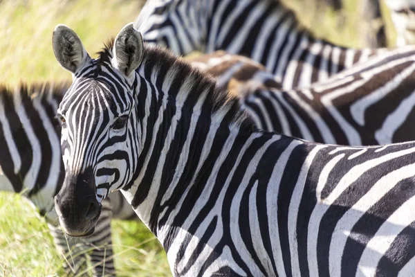 Zebra stádo — Stock fotografie