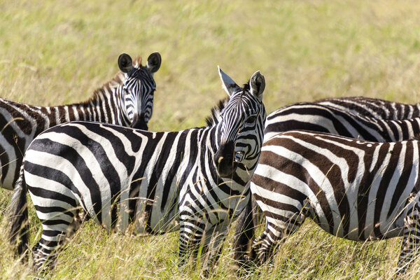 Zebra herd during migration in Serengeti national park Tanzania